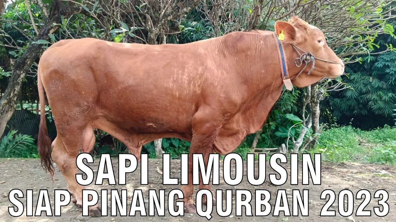 
                                 Kurban-Sapi-Limousin-2023